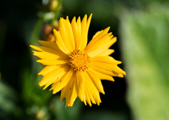 Detail of the yellow flower of the Coreopsis plant