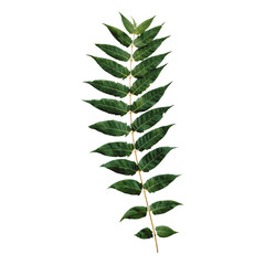 beautiful and green Christmas tree on a transparent background. Green leaves on white background. Fern leaves sword fern 