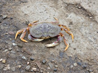 Dungeness Crab found in the shores of San Francisco California