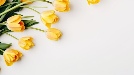 yellow tulips on white background, 