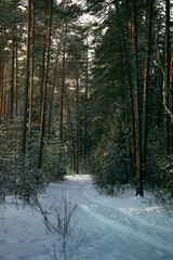 forest in the snow