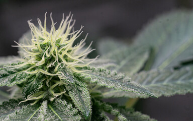 Characteristics of cannabis flower inflorescences: During the 4 weeks of flowering, more flower flesh and trichomes will begin to be seen.