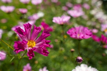 筒状の花びらのコスモスの輝き