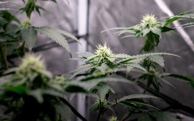 The appearance of cannabis flower inflorescences is beautiful and complete.
