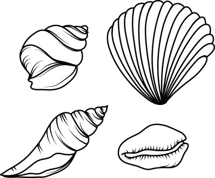 Sea shells vector set. Sea shell hand drawn illustration
