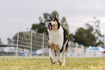 happy tricolor smooth Collie running lure course dog sport