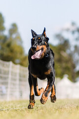 happy excited black and tan Beauceron dog running dog sports