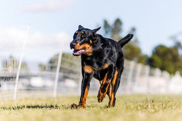 happy excited black and tan Beauceron dog running dog sports