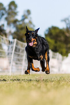 happy excited black and tan Beauceron dog running dog sports