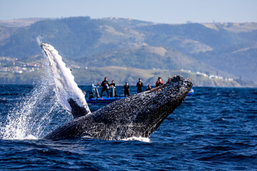 A humpback whale jumps out of the water in front of a boat - obrazy, fototapety, plakaty