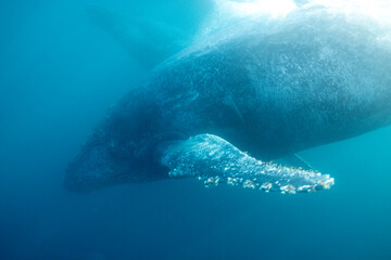 A humpback whale swims peacefully underwater