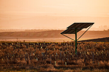 Vineyard and solar panels during sunset