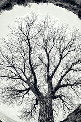 Walnut from below in black and white