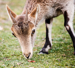 Mountain goat baby in Ruidera