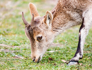 Baby mountain goat eating grass in Ruidera