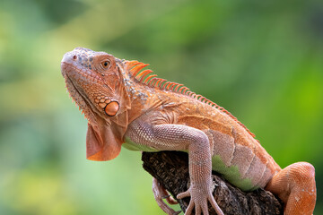 Close up photo of an albino iguana
