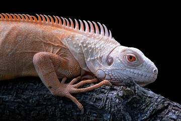 Obraz premium Close up photo of an albino iguana on black background