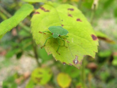 punaise