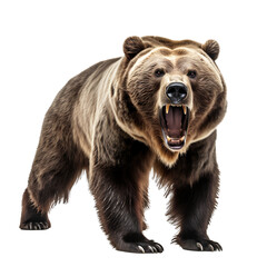 Ferocious grizzly bear on transparent background PNG - obrazy, fototapety, plakaty
