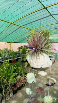 Tillandsia ionantha sky plant in a plant nursery greenhouse