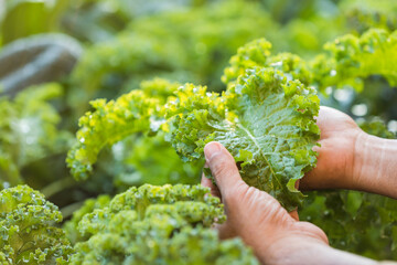 Naklejka na ściany i meble Concept of eating vegetables for health. Farmer's hands holding kale leaves in the garden. Kale is the queen of leafy green vegetables.