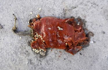Rotten red pepper