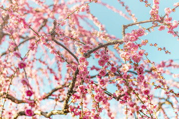 満開の美しい枝垂れ梅