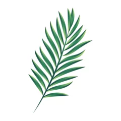 Crédence en verre imprimé Monstera Vector palm branch illustration isolated on white background