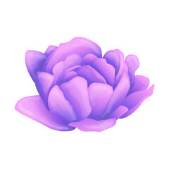 Vector floral element on white background