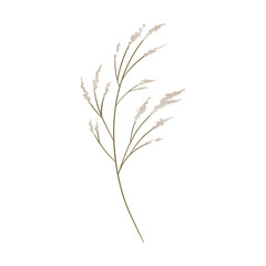 Vector hand drawn pampas illustration on white