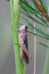 Common field grasshopper, Chorthippus brunneus