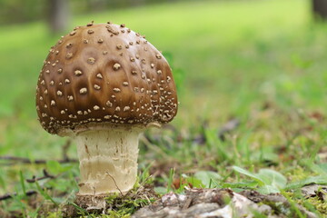 大きな茶色のきのこ