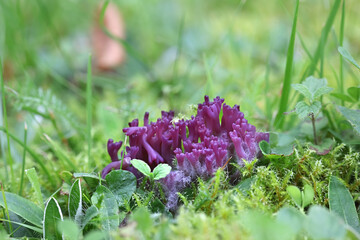 Violet coral, Clavaria zollingeri, also called Clavaria lavandula, commonly known as magenta coral, wild fungus from Finland