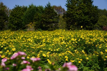 キバナコスモス畑で咲き誇る美しい風景