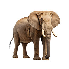 Fototapeta na wymiar African elephant on transparent background PNG
