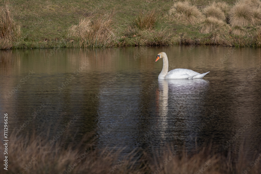 Aufkleber A mute swan is captured in this serene scene as it swims on a small pool. It is reflected in the water and there is space for text around the bird