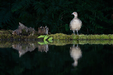 A female hen pheasant is captured in the late evening. It is standing by the edge of a pool and is reflected in the water. It was lit by flash light - 711296619