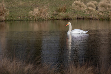 A mute swan is captured in this serene scene as it swims on a small pool. It is reflected in the water and there is space for text around the bird - 711296626