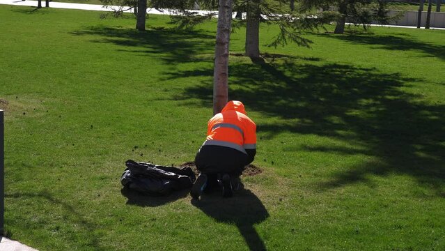 A female gardener in uniform works with a lawn in a modern city park, she cuts weeds from the lawn with a knife. Lawn care in the park.