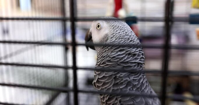 Jaco in cage gray African parrot at home. Important aspects of keeping parrots in captivity
