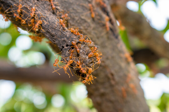 Close up group of red fire ants on green leaves in nature forest.