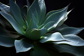 Plants and flowers concept. Close-up view of green and with spikes agave plant background with copy space
