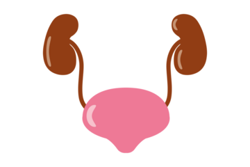 Bladder cartoon. free space for text. wallpaper. background.