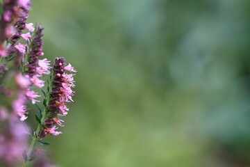 Pink Hyssopus officinalis, also called hyssop, natural background. Traditional favourite plant with medicinal and culinary uses, copy space and blurred background.