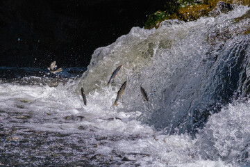 spawning migration of mullets in Lake Van