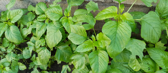 Green leaf plants