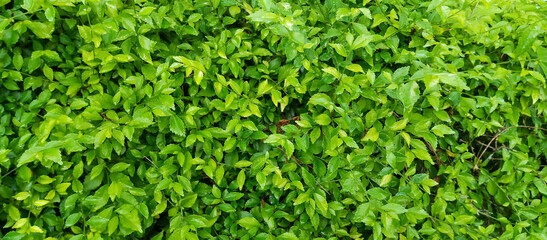 Green leaf plants