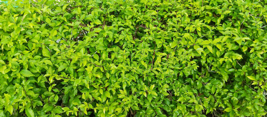 Obraz premium Green leaf plants