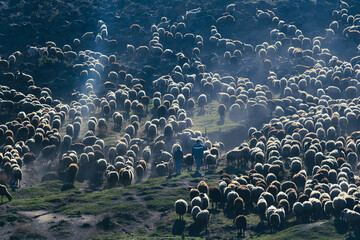 Sheep herders and their flocks go to pasture in the dust.