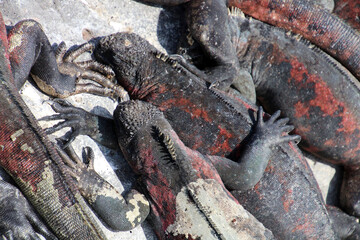 Close-up of a group of Marine iguana on Espanola Island, Ecuador, Galapagos